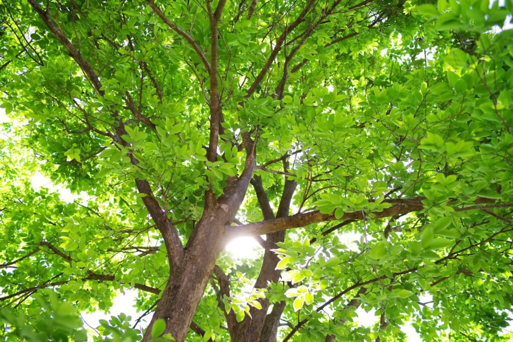 green tree in the forest